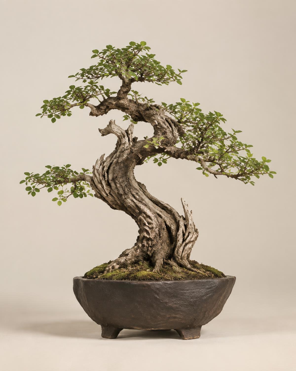 Premna specimen with an aged twisting trunk